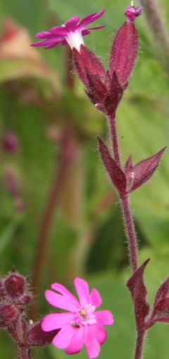 Rote Lichtnelke (Foto: R. Riederer)