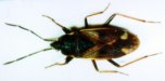 Bodenwanze Eremocoris fenestratus